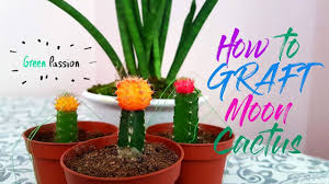 This may not always work. How To Graft Moon Cactus Mini Moon Cactus Cactus And Succulent Garden Youtube