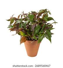 Image result for Pouzolzia parasitica