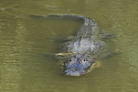 Image result for alligator