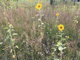 A member of the mint family, agastache likes richer, moister soil than gaillardia or yarrow and appreciates afternoon shade. Bee Pasture 150 Jahre Afriso