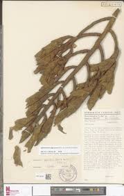 Image result for Strombosiopsis tetrandra