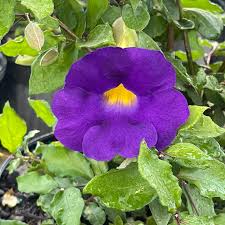 Image result for Thunbergia crispa