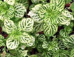 Image result for Asystasia