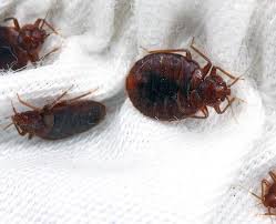 Pertanyaan yang sederhana sebenarnya : 8 Cara Untuk Membawa Bug Rumah