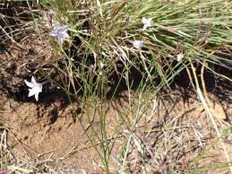 Image result for Wahlenbergia virgata