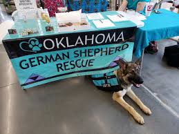 We breed from world renown sieger/grand champion, va. Pets For Adoption At Oklahoma German Shepherd Rescue In Tulsa Ok Petfinder