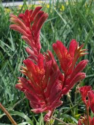 Image result for Anigozanthos