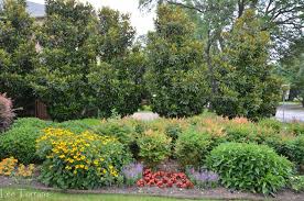 We did not find results for: Hedges Little Gem Magnolia Lee Ann Torrans Gardening