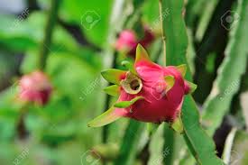 How to grafting dragon fruit tree ( garden and home ) the grafting dragon tree has two different varieties song: Dragon Fruit On Plant Raw Pitaya Fruit On Tree A Pitaya Or Pitahaya Is The Fruit Grows In The Tropics Light From The Sun Shines Down On Dragon Fruits Tree Thailand Stock