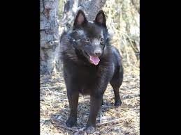 Deborah Kunic Has Schipperke Puppies For Sale In San Miguel Ca On Akc Puppyfinder Puppies Schipperke Puppies For Sale