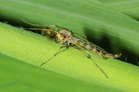 We did not find results for: Best Midge Repellent How I Get Rid Of