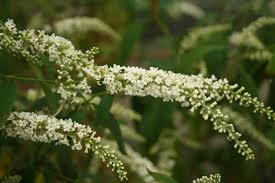 Image result for Buddleja asiatica