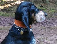 Image result for malý modrý gaskoňský honič