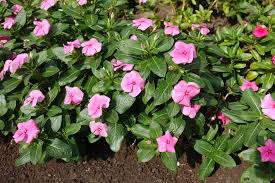 Image result for Catharanthus