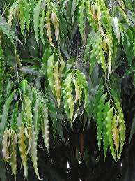 Image result for Monoon longifolium