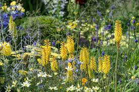 Image result for Kniphofia