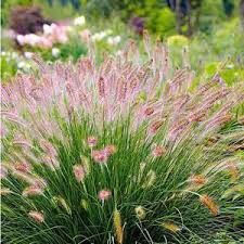 5 Tolle Graser Fur Kleine Garten Lampenputzergras Hameln3 Pflanzen The Post 5 Tolle Graser Fur Kleine Garten A Lampenputzergras Pflanzen Steingarten Pflanzen