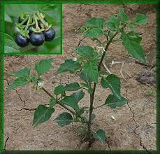 Image result for Solanum giganteum