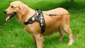 kak odet shlejku na sobaku otvet zdes podrobnaya poshagovaya instrukciya sobachya upryazhka sobaki domashnie sobaki