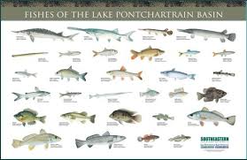 fishes of the basin