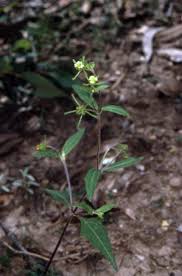 Image result for Sigesbeckia orientalis