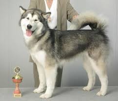 Das farbspektrum umfasst schwarz mit weißen abzeichen an brust, maske und pfoten, wolfsgrau sowie zusätzlich braune zwischentöne. Alaskan Malamute Vdh Rasselexikon 2021