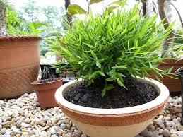 Image result for Pogonatherum paniceum