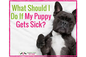 Sometimes dogs can become lethargic due to other health issues, but if you have ruled this out and it lasts more than a day, it may be a sign that it's time to begin saying goodbye to your dog. What Should I Do If My Puppy Gets Sick Peaceful Paws Pet Care Dog Walking And Hiking Pet Sitting Peaceful Dog Training