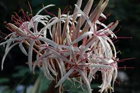 Image result for Crinum rautanenianum