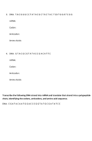 Dna, transcription and translation, protein synthesis guided reading assignment. Solved Transcription And Translation Practice Worksheet E Chegg Com
