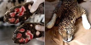 With amazing statistics during the 100. Curan A Los Jaguares Quemados Por El Incendio En El Pantanal En Brasil