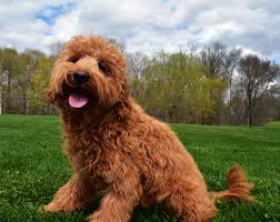 In this article we compare f1 vs f1b goldendoodle shedding, hypoallergenic levels, and ease of grooming based on survey results from over 135 people. Coming Soon Hilltop Pups
