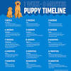 Please note this is an estimate based on typical growth patterns for labrador puppies. Https Encrypted Tbn0 Gstatic Com Images Q Tbn And9gcr Wy1duho H Xxboiojp08trfzvzjqp54vtd9u2ll59hxapeta Usqp Cau