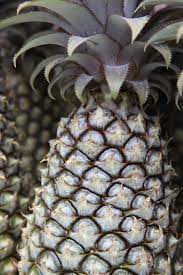 Log in or create an account to see photos of antigua black pineapple. Antigua Picture Of The Day
