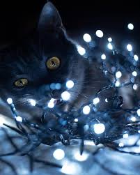 все породы кошек с фотографиями и названиями по алфавиту God God Menya Ugovarivali Posnimat Kota V Girlyande Kot Zhivotnye Girlyanda