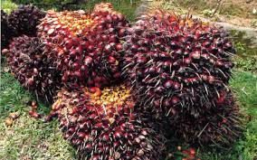 Sejak dari itu, promosi mengenai santan sawit. Nama Saintifik Kelapa Sawit Khusien