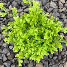 Image result for Gnidia kraussiana