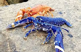 Bretagne: Deux homards très rares et colorés jouent les vedettes