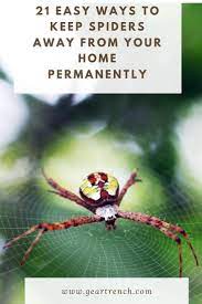 How To Get Rid Of Spiders Keep Spiders Away Get Rid Of Spiders Spider Problem