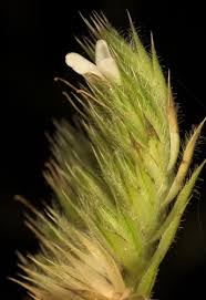 Image result for Lepidagathis