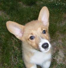 We did not find results for: Corgi Puppies For Sale Virginia