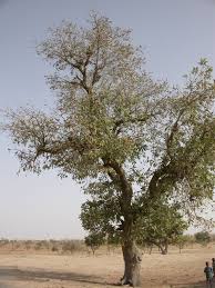 Image result for Terminalia macroptera