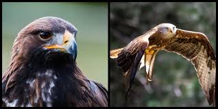 Check spelling or type a new query. Top 5 Spectacular Birds Of Prey In Ireland And Where To See Them