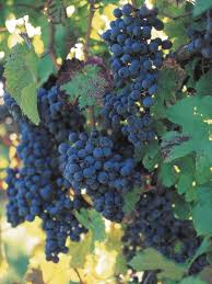 How To Build A Sturdy Grape Arbor Garden Vines Grapes Vegetable Garden Design