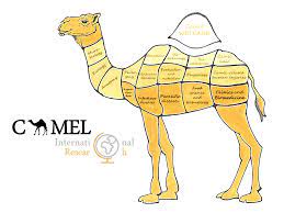 Find the newest camel toes pics meme. Animals Free Full Text Effect Of Research Impact On Emerging Camel Husbandry Welfare And Social Related Awareness Html