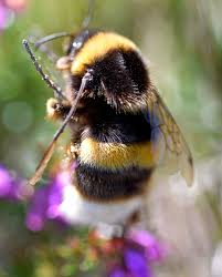 Image result for Bombus cryptarum