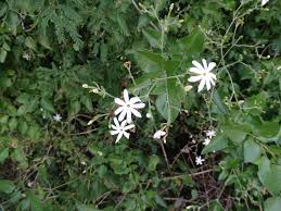Image result for Jasminum fluminense