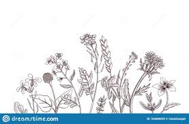 Hintergrund Mit Dem Zeichnen Von Krautern Und Blumen Vektor Abbildung Illustration Von Krautern Hintergrund 163808295