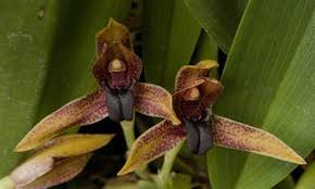 Image result for Cribbia