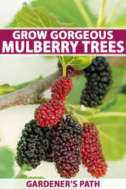 Check spelling or type a new query. How To Grow Gorgeous Mulberry Trees Gardener S Path